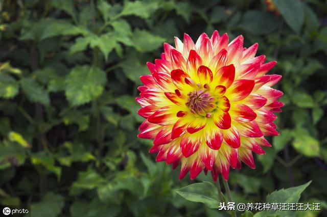 大丽花秋季养护，注重这四点，来年开花，花朵更多更大更艳丽