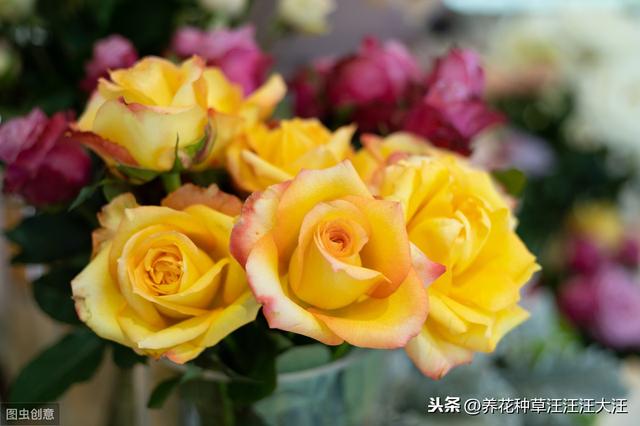 室内能种植好月季花吗？做好这四点，效果才会好，植株旺，开花多