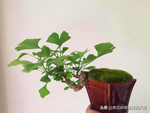 秋天捡来两种野果子，“扔”进花盆里，快速长成小盆景