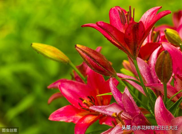 秋季种植百合花，注意这些“小细节”，植株壮，花儿香