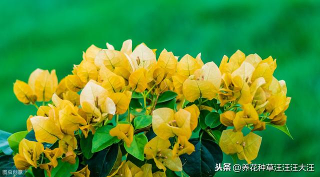 三角梅孕蕾成功后，这样施肥，开花质量更高，花朵更大，花色更艳