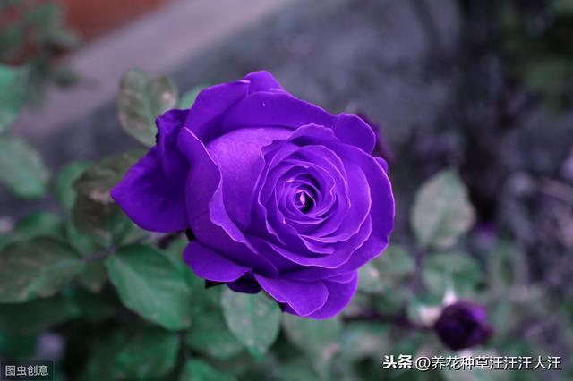 室内能种植好月季花吗？做好这四点，效果才会好，植株旺，开花多