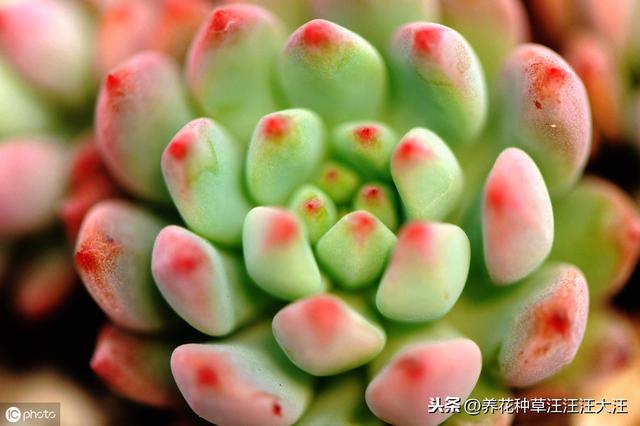 想要多肉植物上色出状态，需要做好这三点，植株健康，色彩更绚丽