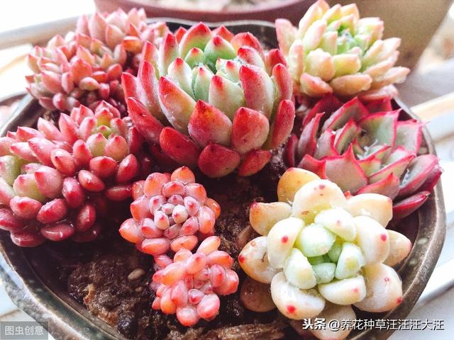 想要多肉植物上色出状态，需要做好这三点，植株健康，色彩更绚丽
