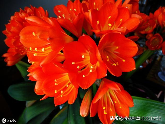 君子兰“夹箭”后，四招处理方法，花箭“蹭蹭”冒出来
