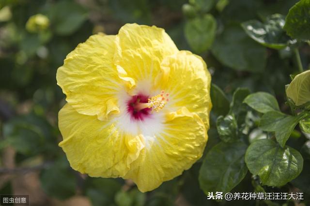 扶桑花裸根上盆，做对这六点，服盆快，后期旺
