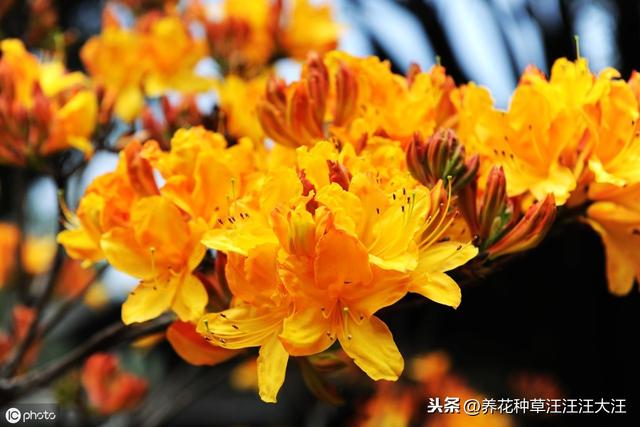 给杜鹃花换盆，做到五个“不要”，才能保证其顺利成活