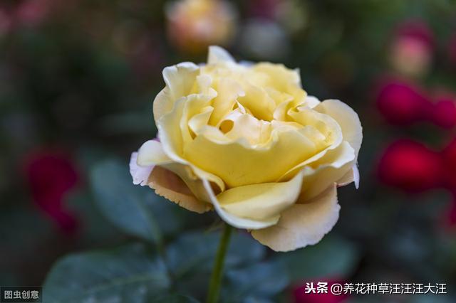 养花种草过程中使用有机肥，注意这几点，株旺、叶绿、花更香