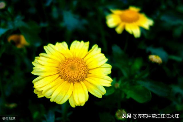 阳台种盆这种“草”，好看，好养，又好吃