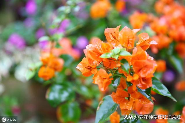花卉植物栽种时，正确使用底肥，效果好，花儿长得旺