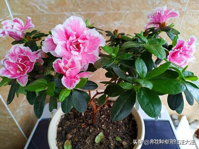 养花种草过程中使用有机肥，注意这几点，株旺、叶绿、花更香