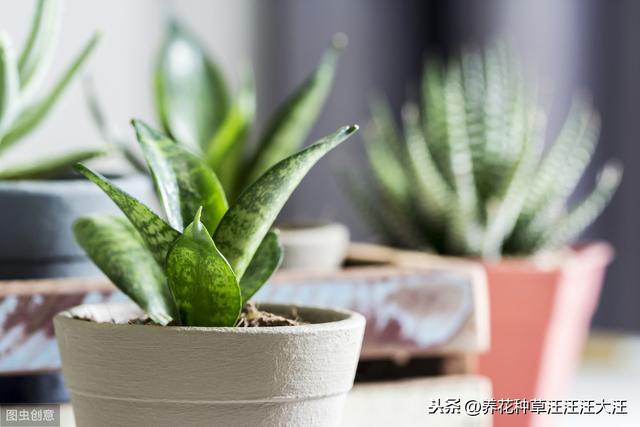 虎皮兰养护，注意这四点，不烂根，植株旺，叶子“蹭蹭”长