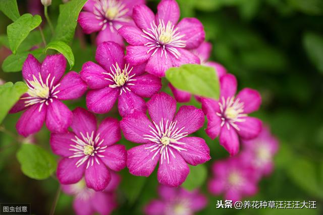 养花种草过程中使用有机肥，注意这几点，株旺、叶绿、花更香