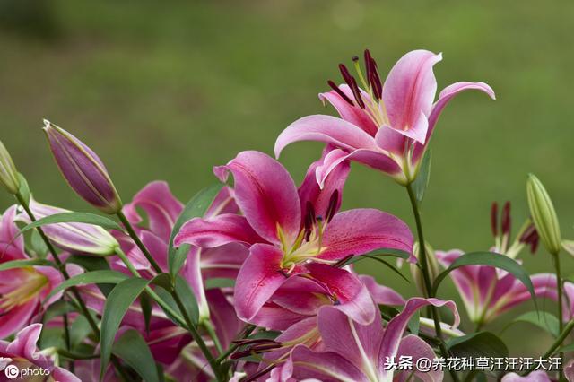 秋季种植百合花，注意这些“小细节”，植株壮，花儿香