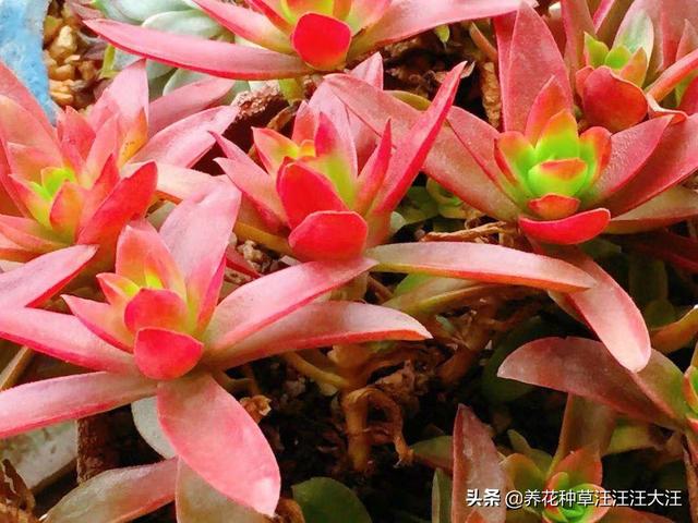想要多肉植物上色出状态，需要做好这三点，植株健康，色彩更绚丽