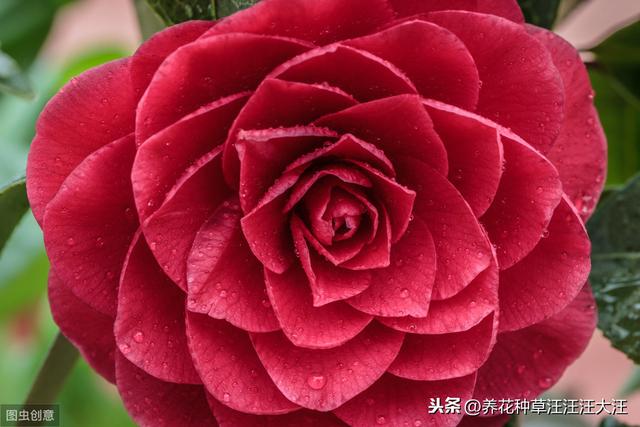 茶花秋季换盆换土需谨慎，注意这几点，服盆快，对植株生长影响小