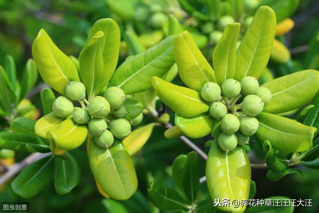 海桐浇水过多怎么办？两个处理方法，不烂根，植株旺，叶子绿油油