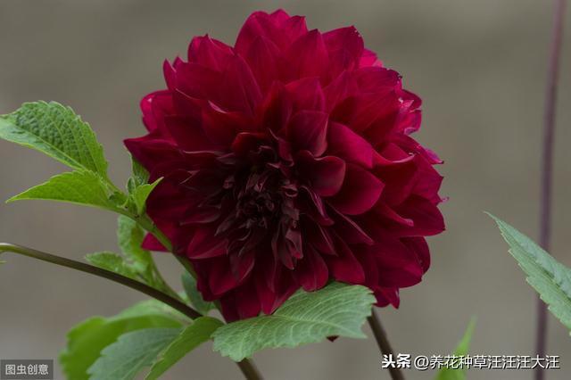 大丽花秋季养护，注重这四点，来年开花，花朵更多更大更艳丽