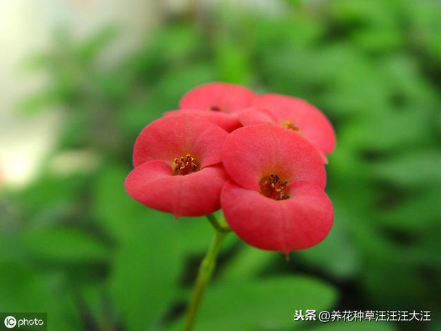 虎刺梅秋季养护，做好这五点，花开不停，还能一盆变多盆