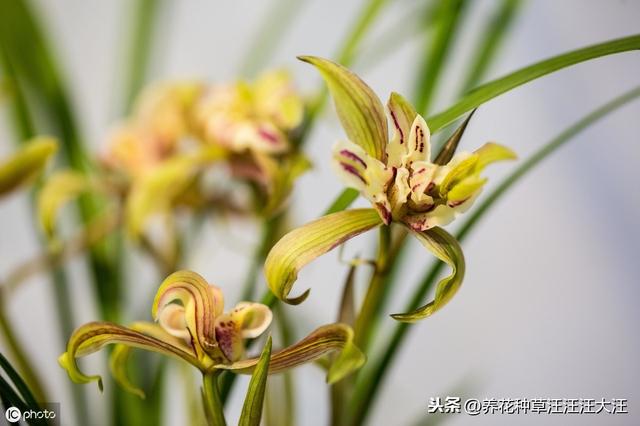 兰花养护多年，就是不开花，做好这三点，叶子油绿，花朵娇嫩清香