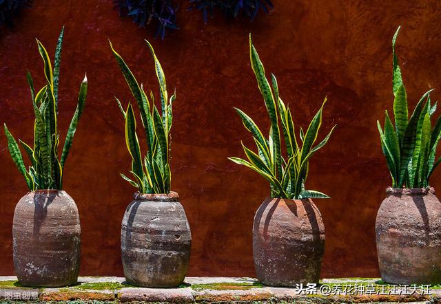 虎皮兰养护，注意这四点，不烂根，植株旺，叶子“蹭蹭”长