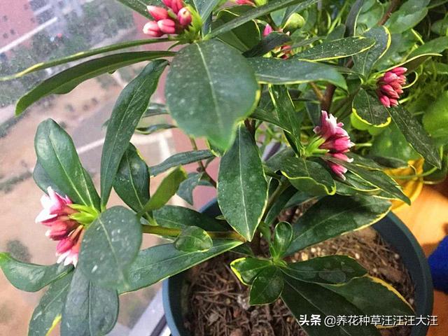 金边瑞香花僵苗不生长，这样处理，促进生长，植株旺，花儿香