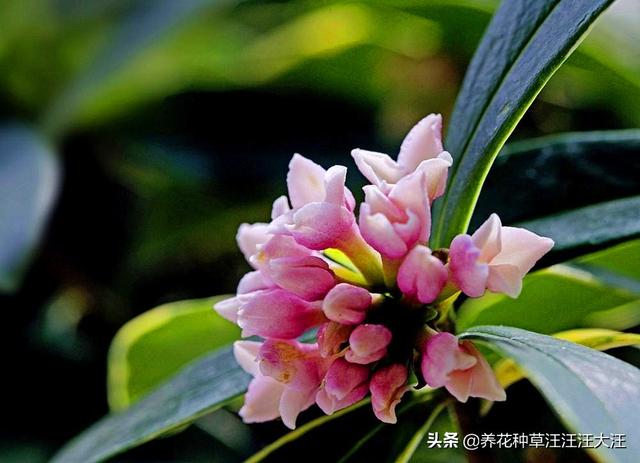 金边瑞香花僵苗不生长，这样处理，促进生长，植株旺，花儿香
