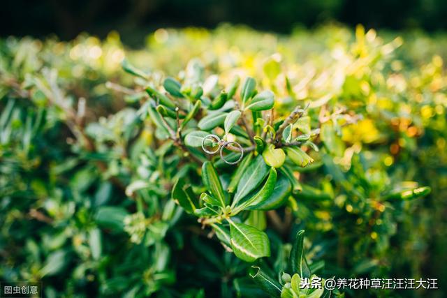 海桐浇水过多怎么办？两个处理方法，不烂根，植株旺，叶子绿油油