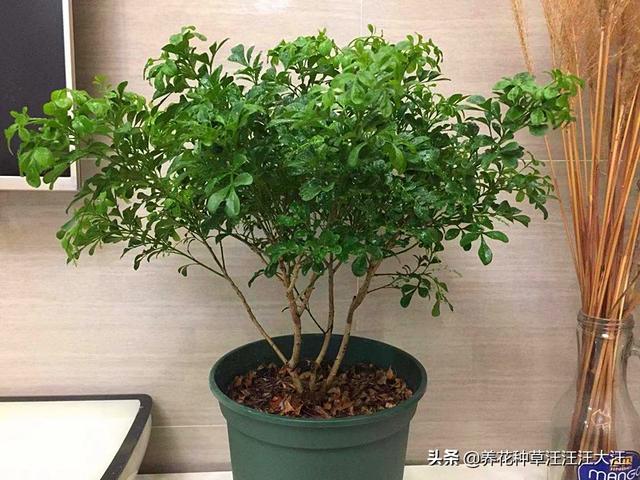 米兰枝叶稀疏，花香淡，做“对”这几点，枝繁叶茂，花香浓