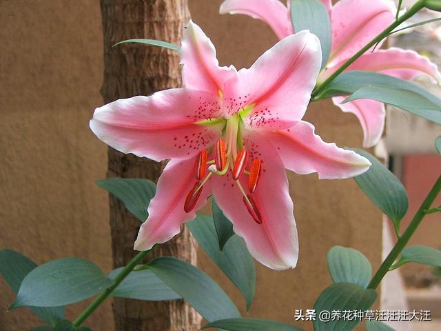 百合花不开花，原因是这四点，做对了，开花多又香