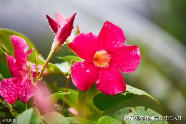 双喜藤只长叶子不开花，只因这两点没做好，改往修来，开花多多