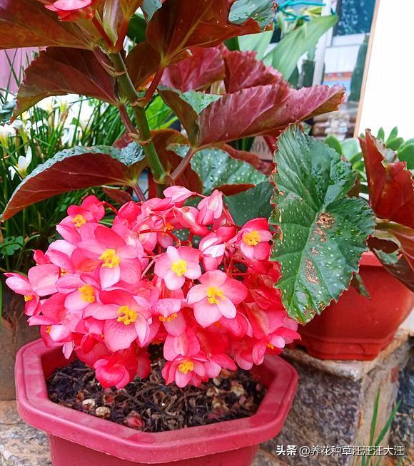 竹节海棠老是掉花朵，做好这几点，避免竹节海棠“不正常”掉花朵