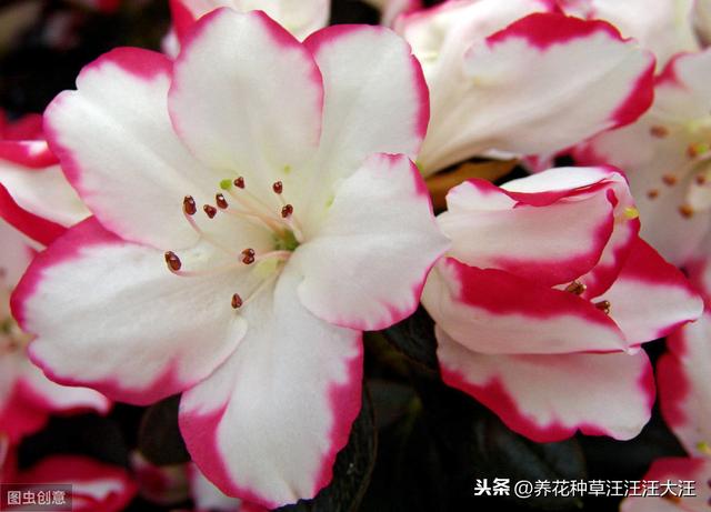 花盆换土时，剩下来的旧土壤，做好这三方面处理，种花没问题