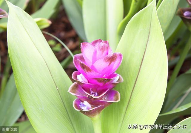 姜荷花花朵枯萎，找到原因，做好这几点，花朵艳，花期长