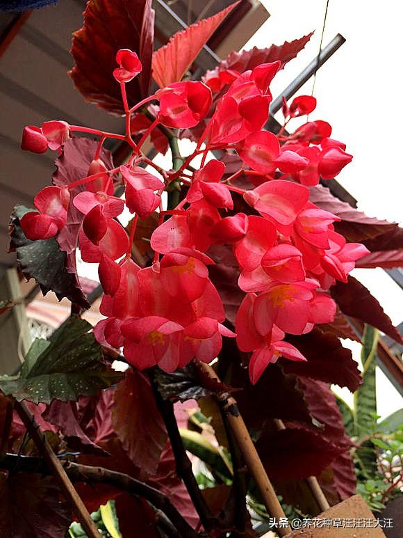 竹节海棠老是掉花朵，做好这几点，避免竹节海棠“不正常”掉花朵