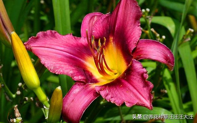 百合花不开花，原因是这四点，做对了，开花多又香