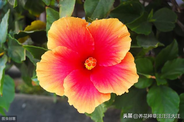 扶桑花只长叶子不开花，是这三点没做对，做好这三点，花开200天