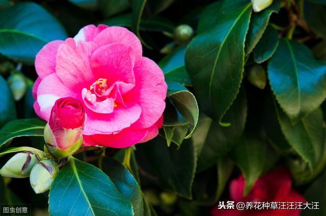 北方地区养护茶花，做好这三点，养活养好不再难，植株旺，开花多