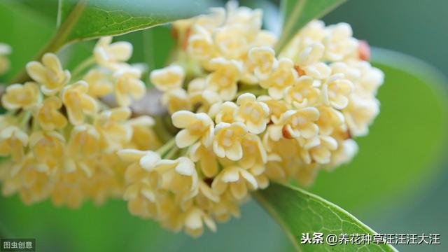 盆栽的桂花几年不开花，原因可能是这三点，有则改之，花开满枝