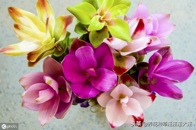 姜荷花花朵枯萎，找到原因，做好这几点，花朵艳，花期长