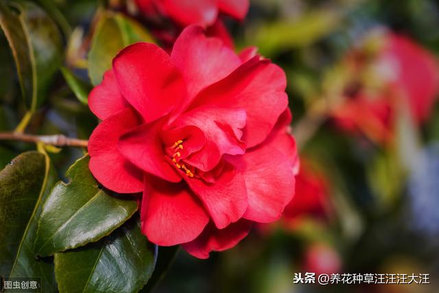 花盆换土时，剩下来的旧土壤，做好这三方面处理，种花没问题