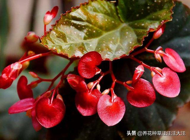 竹节海棠老是掉花朵，做好这几点，避免竹节海棠“不正常”掉花朵