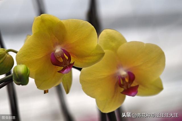 蝴蝶兰室内养护光照不足，使用补光灯有用吗？需要注意哪些问题