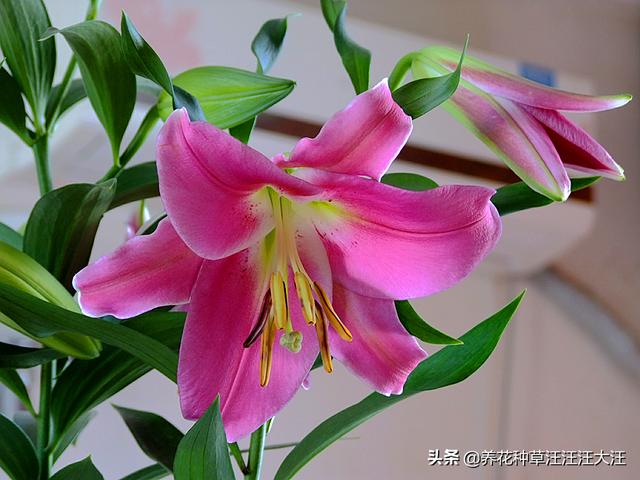 百合花不开花，原因是这四点，做对了，开花多又香