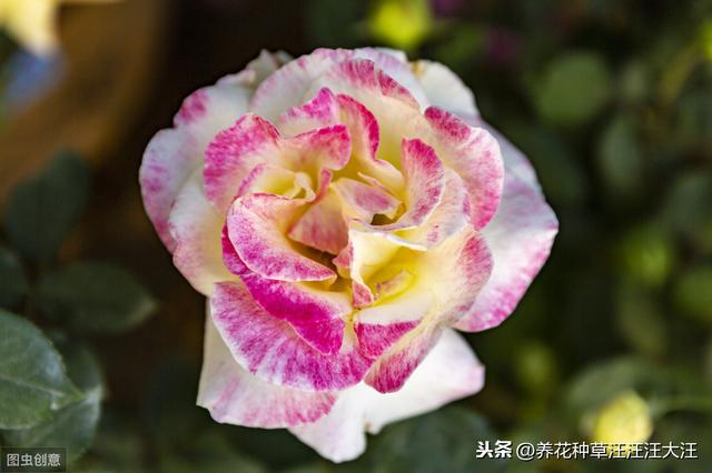花盆换土时，剩下来的旧土壤，做好这三方面处理，种花没问题