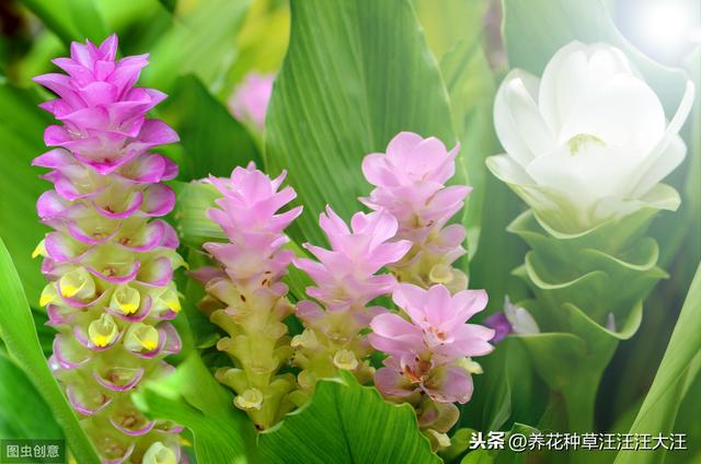 姜荷花花朵枯萎，找到原因，做好这几点，花朵艳，花期长