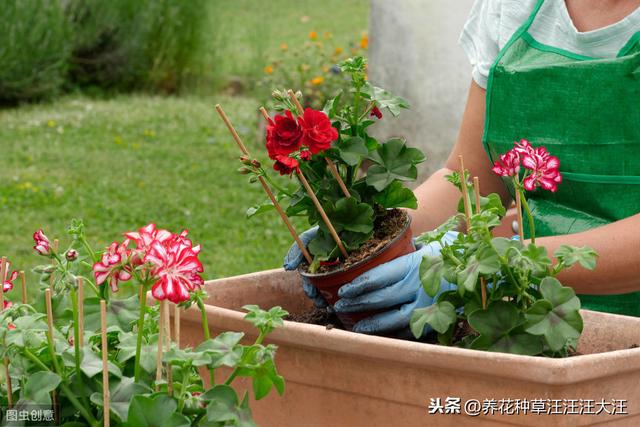 花盆换土时，剩下来的旧土壤，做好这三方面处理，种花没问题