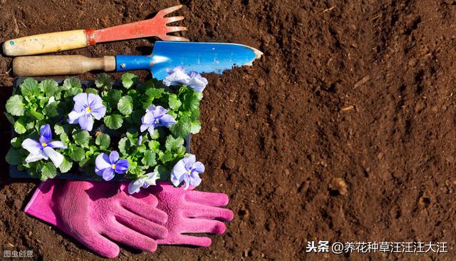 花盆换土时，剩下来的旧土壤，做好这三方面处理，种花没问题