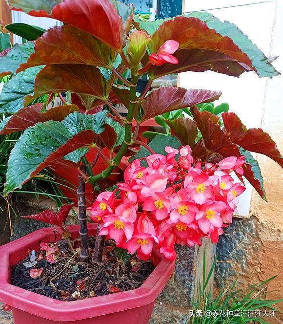 竹节海棠老是掉花朵，做好这几点，避免竹节海棠“不正常”掉花朵