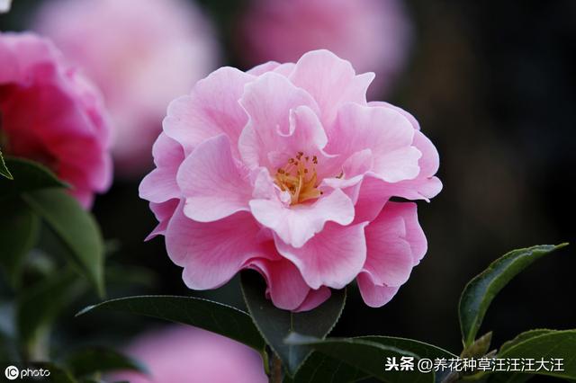 北方地区养护茶花，做好这三点，养活养好不再难，植株旺，开花多